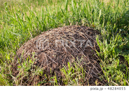 Anthill on the green grass close up 48284055