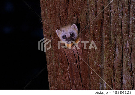 テン穴②(山梨県) テン穴②(山梨県) 48284122