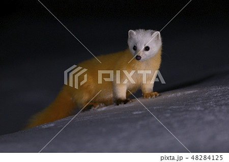 テン②(青森県) テン②(青森県) 48284125