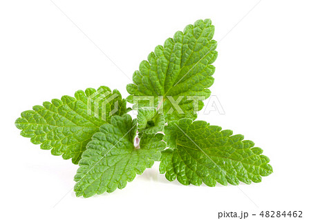Melissa leaf or lemon balm isolated on white background Melissa leaf or lemon balm isolated on white background 48284462