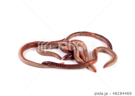 bunch of earthworms isolated on white background macro bunch of earthworms isolated on white background macro 48284469