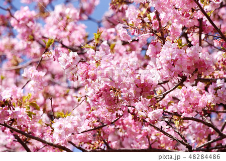 河津桜 48284486