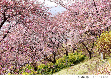 河津桜 48284488