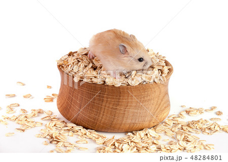 oat flakes in a wooden bowl with a hamster isolated on white background oat flakes in a wooden bowl with a hamster isolated on white background 48284801