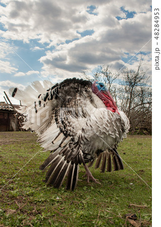 turkey male or gobbler closeup on the blue sky background turkey male or gobbler closeup on the blue sky background 48284953