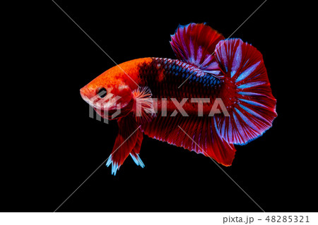 Betta fish Fight in the aquarium  48285321