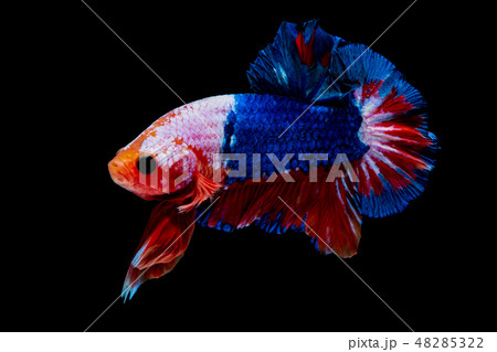 Betta fish Fight in the aquarium Betta fish Fight in the aquarium 48285322