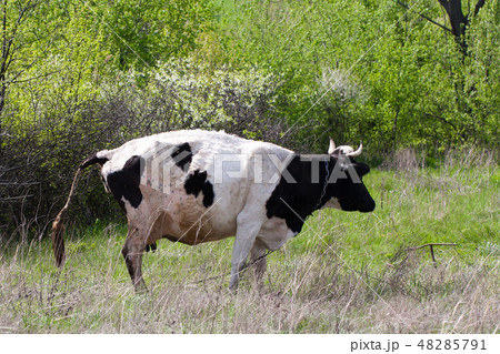 Black and white cow is pissing on the meadow Black and white cow is pissing on the meadow 48285791