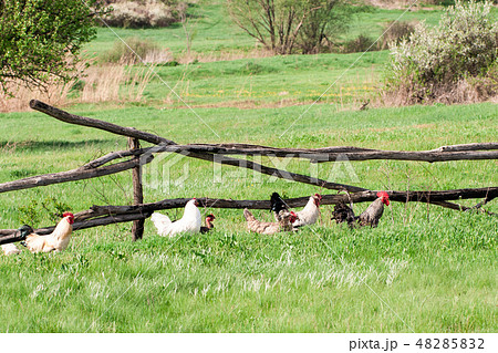 rooster and chickens graze on green grass rooster and chickens graze on green grass 48285832