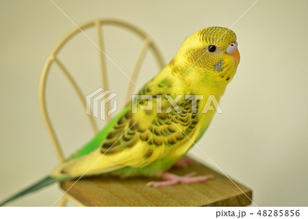 セキセイインコ セキセイインコ 48285856