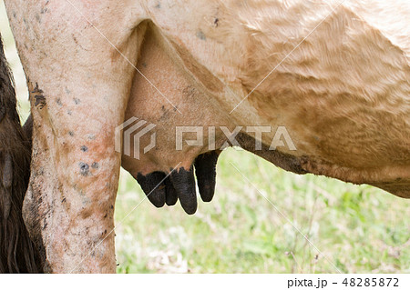 Close up of lactating cow udder. Horizontal photo 48285872