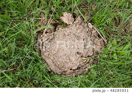 Dried cow shit on the green grass 48285931