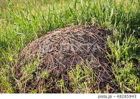 Anthill on the green grass close up 48285943