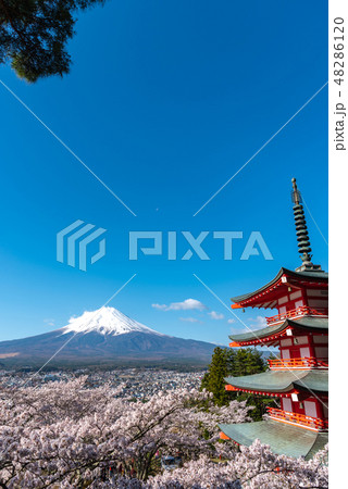 富士山 忠霊塔 満開の桜 新倉山浅間公園 春のイメージ 染井吉野 青空の自然背景 山梨県 富士吉田市 富士山 忠霊塔 満開の桜 新倉山浅間公園 春のイメージ 染井吉野 青空の自然背景 山梨県 富士吉田市 48286120