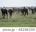 タンザニアのヌーの群れ 48286200