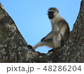 タンザニアの猿(サバンナモンキー) 48286204