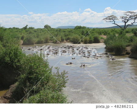 タンザニアのカバの群れ 48286211
