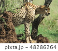 タンザニアのチーター 48286264