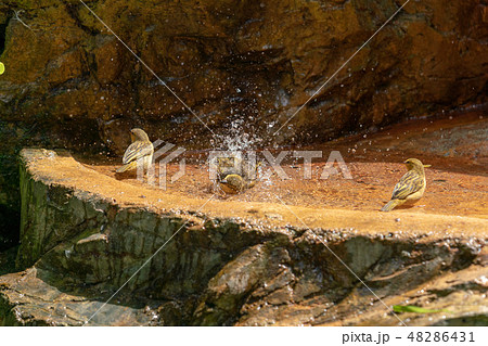 水浴びをするアオジ 水浴びをするアオジ 48286431