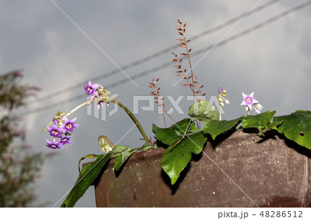イワタバコ 岩煙草 48286512