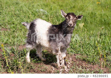 One little kid goat is grazing on the grass 48286691