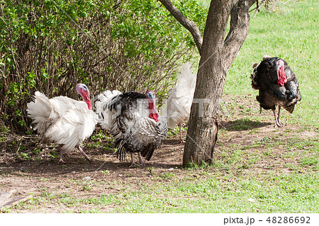 turkey male or gobbler grazing on a green grass background turkey male or gobbler grazing on a green grass background 48286692