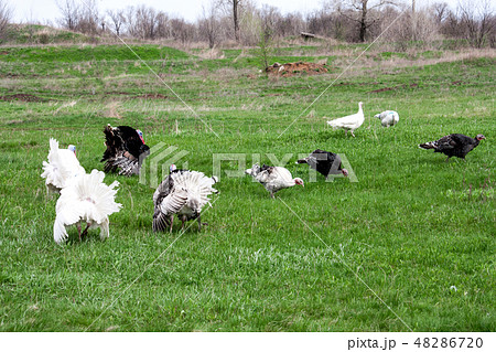turkey or gobbler grazing on a green grass background turkey or gobbler grazing on a green grass background 48286720