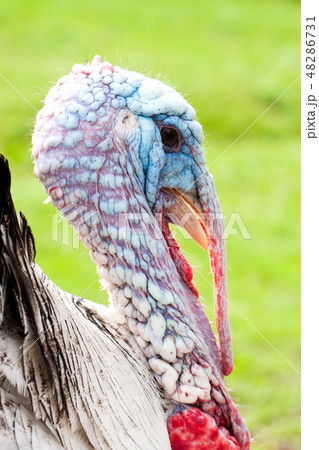 Portrait of a turkey male or gobbler closeup on a green background 48286731