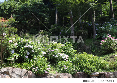 崖の上の紫陽花 崖の上の紫陽花 48286854