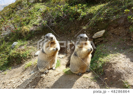 スイス・サースフェー　野生のマーモット 48286864