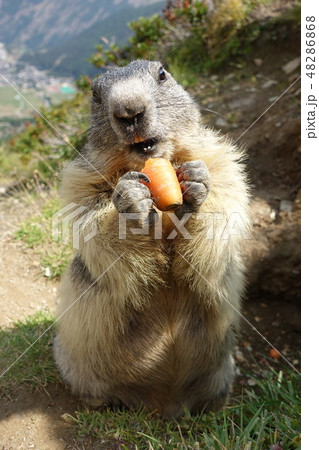 スイス・サースフェー 野生のマーモット スイス・サースフェー 野生のマーモット 48286868