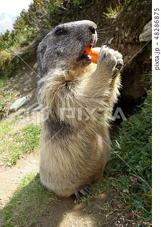 スイス・サースフェー　野生のマーモット 48286875