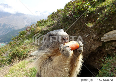 スイス・サースフェー 野生のマーモット スイス・サースフェー 野生のマーモット 48286878