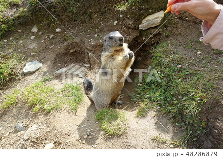 スイス・サースフェー 野生のマーモット スイス・サースフェー 野生のマーモット 48286879