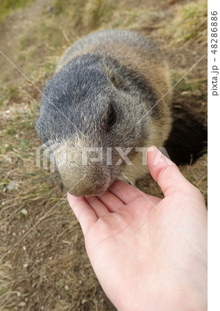 スイス・サースフェー 野生のマーモット スイス・サースフェー 野生のマーモット 48286886