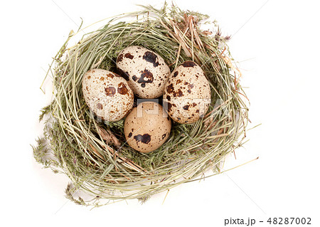 four quail eggs in a nest isolated on white background. Top view four quail eggs in a nest isolated on white background. Top view 48287002