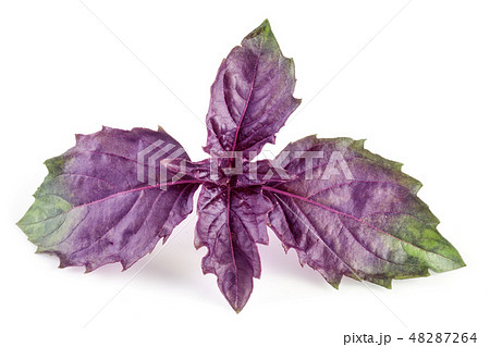 Fresh purple basil twig isolated on white background 48287264