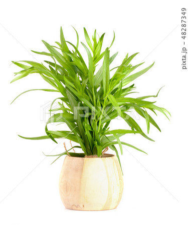 tarragon in a wooden bowl isolated on a white background. Artemisia dracunculus 48287349