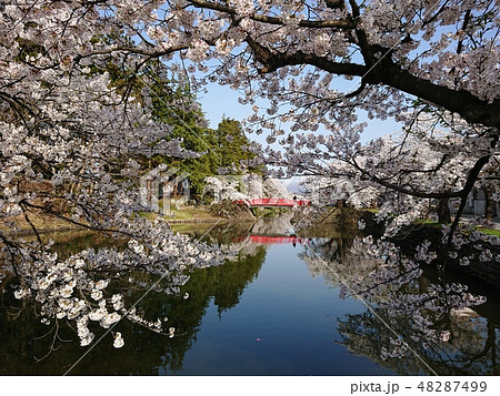 満開の桜と赤い橋 48287499