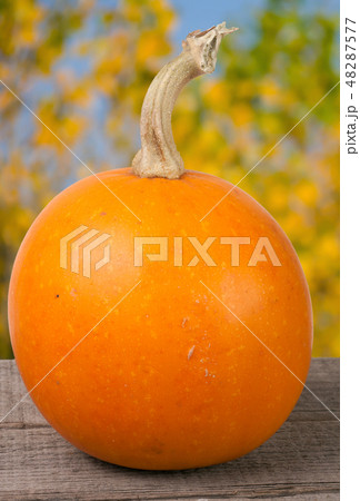 Small decorative orange pumpkin on a wooden board with blurred garden background Small decorative orange pumpkin on a wooden board with blurred garden background 48287577