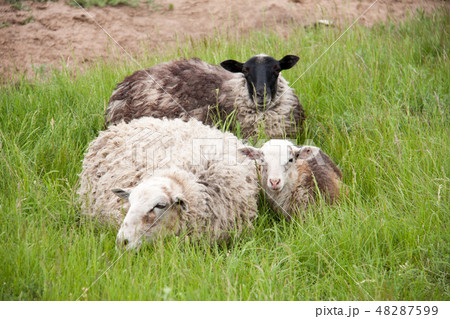 Three sheep resting on green grass in spring 48287599