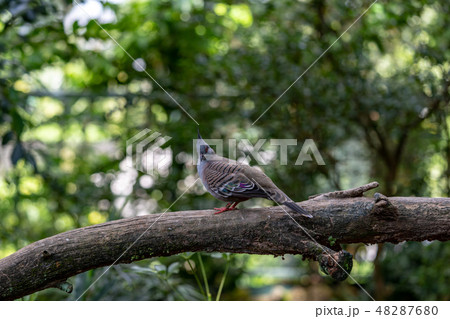 レンジャクバト 48287680