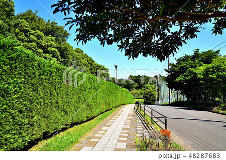 新緑が芽吹いた横浜ズーラシア動物園の生垣 48287683