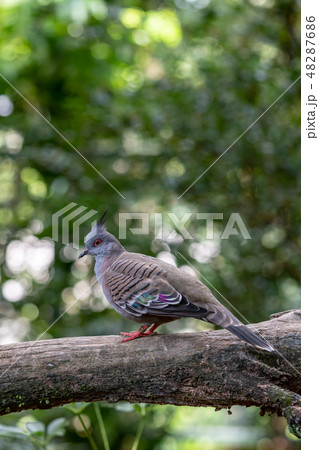 レンジャクバト レンジャクバト 48287686