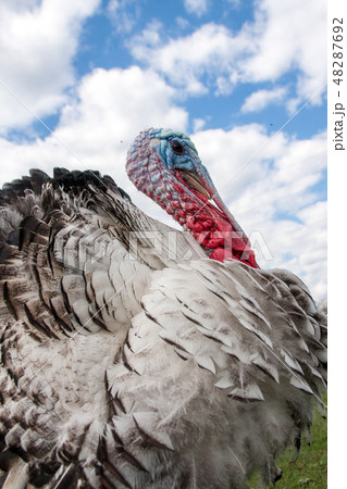 turkey male or gobbler closeup on the blue sky background 48287692