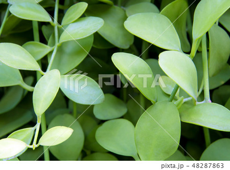 Surface texture on Dave leaves as background Surface texture on Dave leaves as background 48287863