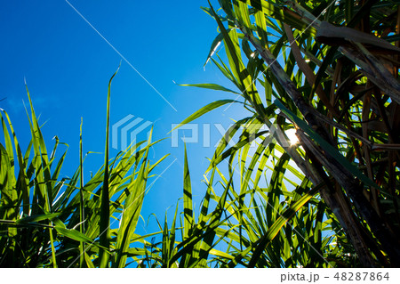 Sunlight and blue sky over the Sugarcane leaves 48287864