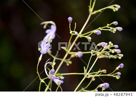 カリガネソウ 植物 花の写真 48287943
