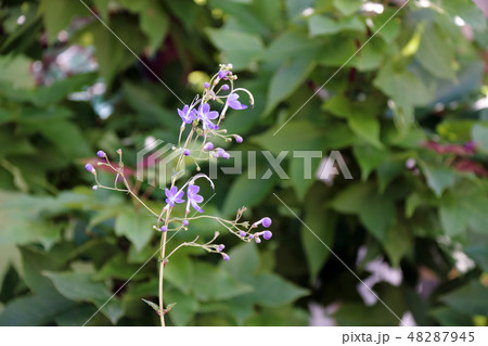 カリガネソウ 植物 花の写真 48287945