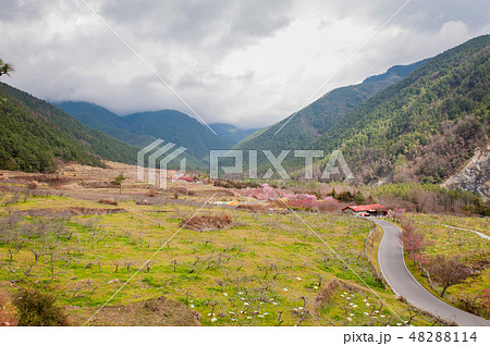 桜満開 さくら 武陵農場 台湾台中 春 48288114